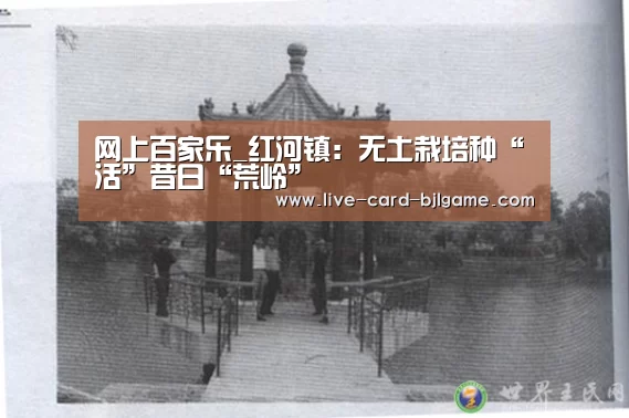 网上百家乐_红河镇:无土栽培种“活”昔日“荒岭”(图2) 网上百家乐